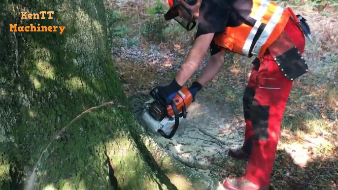 Dangerous Top Skill Fastest Cutting Big Tree with Small ChainSaw Machine Felling Tree Action