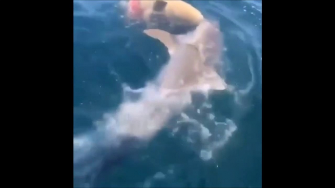 Un requin tente de manger un poisson aussi gros que lui !