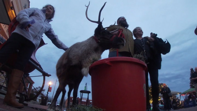 Reindeer comes from North Pole to visit the sweltering South