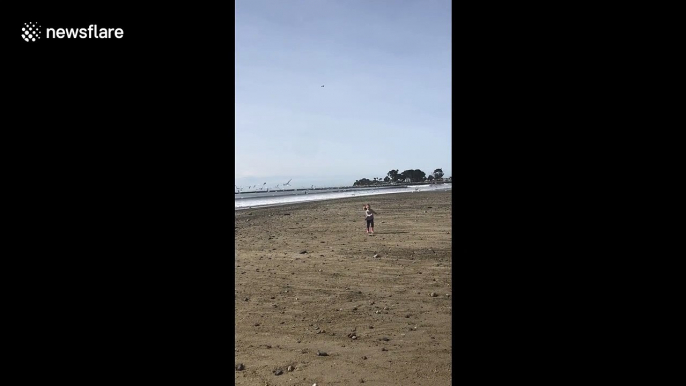 Hilarious moment little girl screams and falls as she gets chased by birds in California