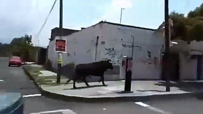 Este toro escapa en una fiesta patronal y causa destrozos en un mercado