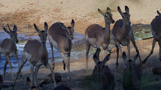 Crocodile hunts Impala 3rd time Lucky! Not easy to see these reptiles catch a meal but we did!!