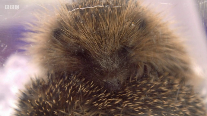 BBC1_Countryfile - Wiltshire 8Dec19 - influx of hedgehogs needing care