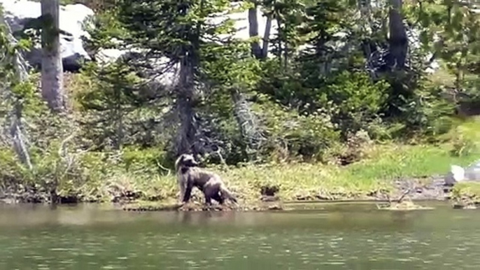 Il filme un animal mystérieux en pleine chasse dans le Montana : un glouton ou wolverine