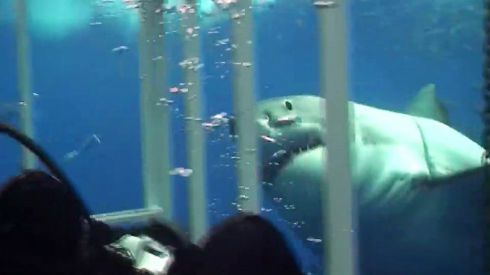 Un grand requin blanc vient mordre la cage de ces plongeurs