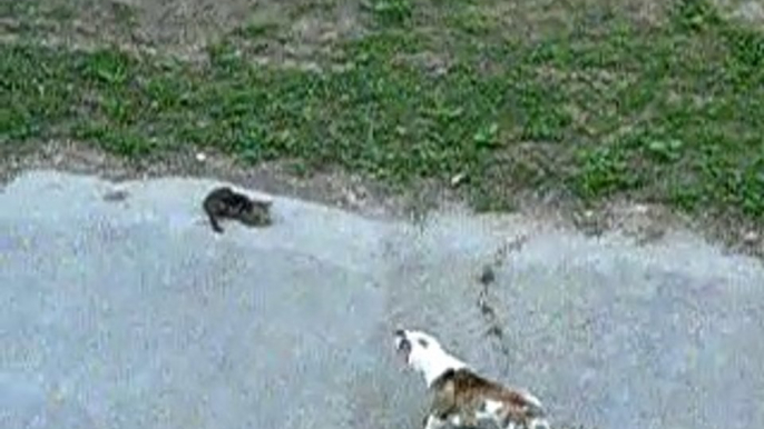 Funny Pets Dog vs Cat The Cat made the Dog run away  Animaux drôles Chien vs chat Le chat a fait fuir le chien