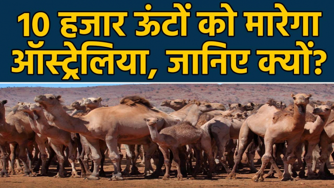 Australia में जलसंकट, 10 हजार camels को मारेगा ऑस्ट्रेलिया | वनइंडिया हिंदी