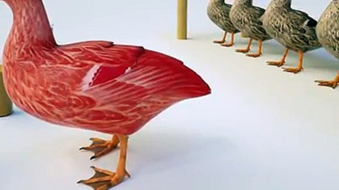 Animales para niños -Ducks y -SurpriseEggs