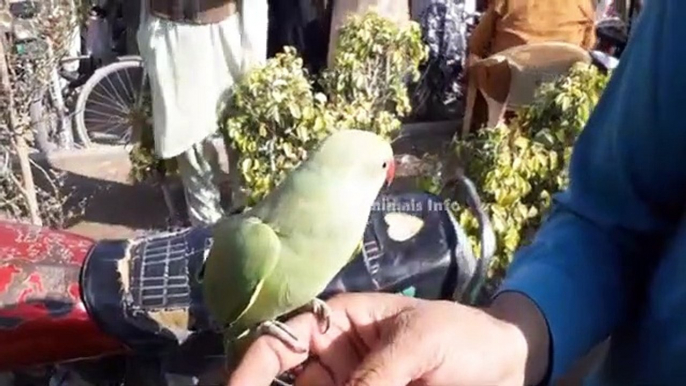 Multan Pets & Animals Market visit. Pakistan Budgies lovebird cocktail parrot Price Update Today