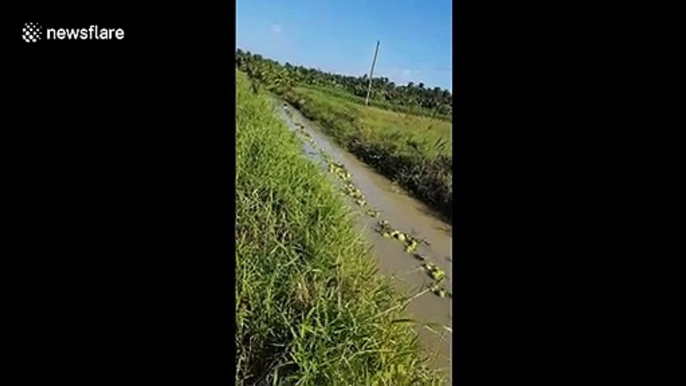 Vietnamese farmers transport thousands of coconuts on rural canal