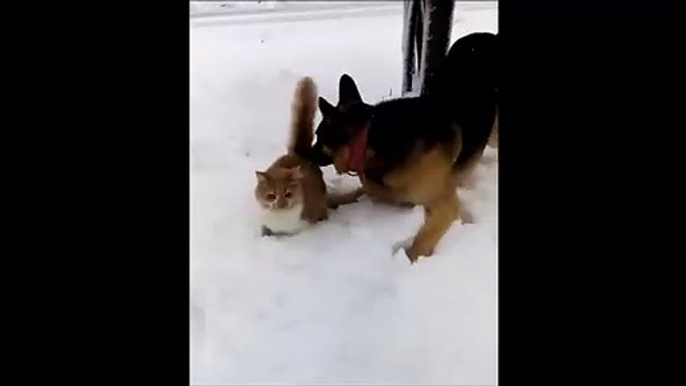 Ce chien fait un sale coup à un pauvre chat