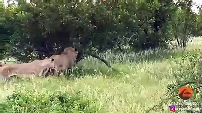 EPIC  Giraffe Gives Lions a Ride!