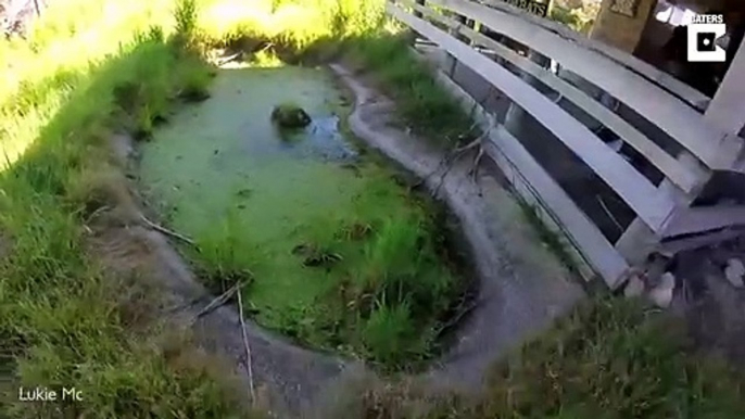 La inmensa criatura encontrada al visitar un parque acuático abandonado