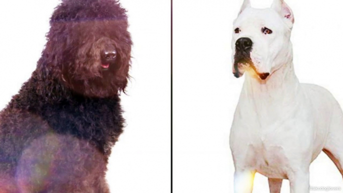 2 New Dog Breeds Recognized by the American Kennel Club