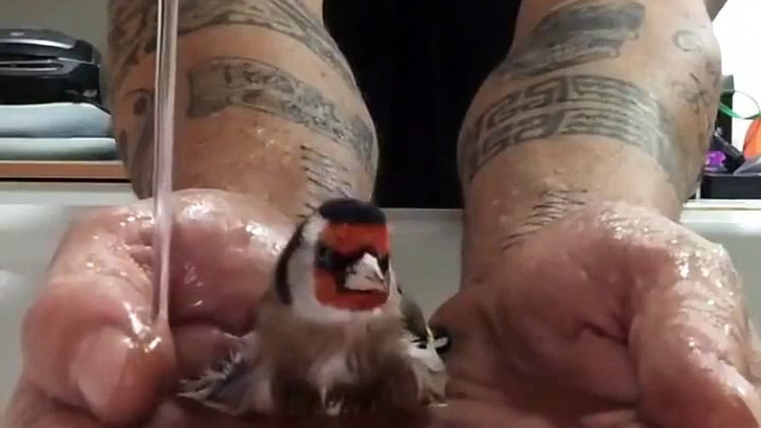 Son oiseau prend son bain dans ses mains... adorable