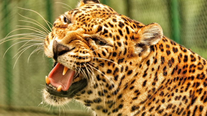 El leopardo se hace el 'bobo' para engañar a la manada de leones y huir intacto