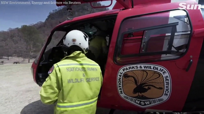 Helicopters drop food for starving koalas, wallabies, and kangaroos after Australian bushfires