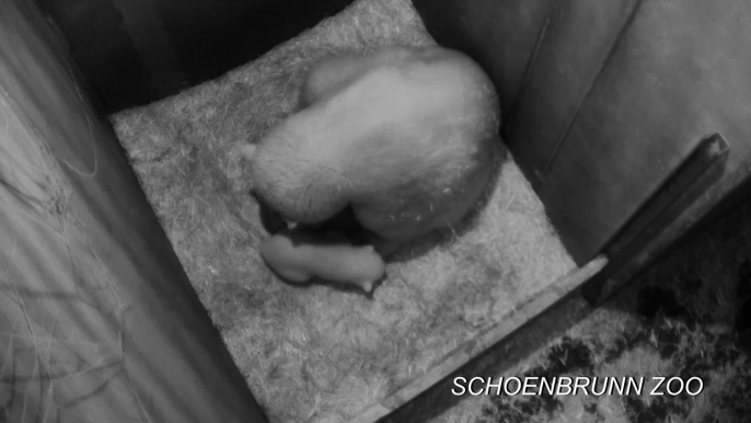 Polar bear cub takes its first steps at Vienna Zoo