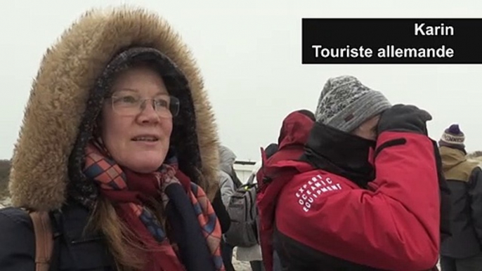 Allemagne: l'île d'Helgoland, le paradis des phoques