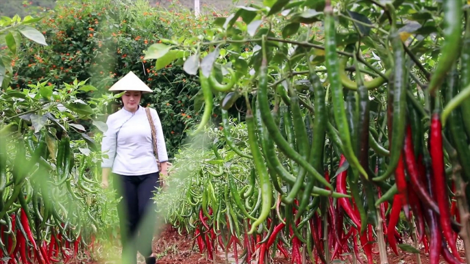 I picked some red chili and tomatoes to make a red Yunnan home-cooking dish Red Three Chops