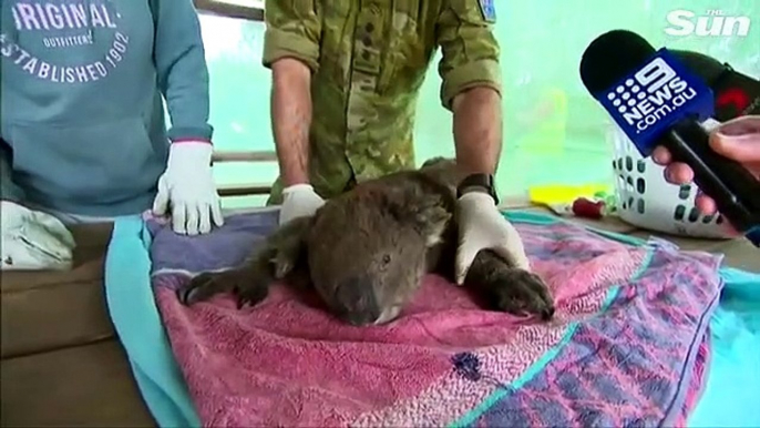 Vets work to save burnt koalas as 30,000 estimated to have died on Kangaroo Island in bushfires