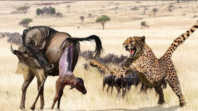 Mother Wildebeest Knock Down Cheetah To Save Her Newborn - Impala, Crocodile, Elaphan vs Leopard