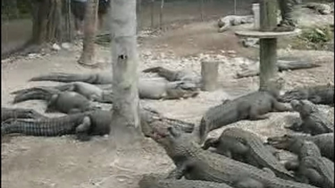 Alligators feeding