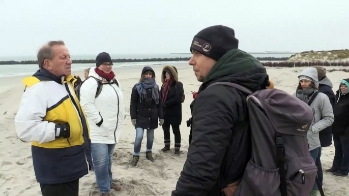 Putzigen Robben-Babys ganz nah auf Helgoland