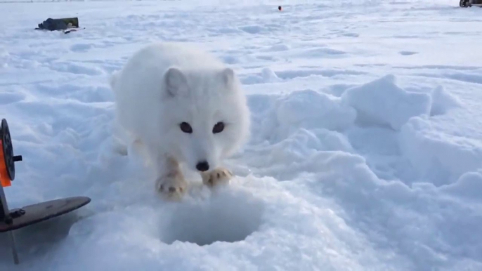 Ce petit renard arctique sauvage n'est pas si sauvage que ça