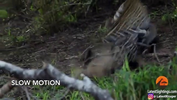 Honey Badger Rescues Her Baby from Leopard