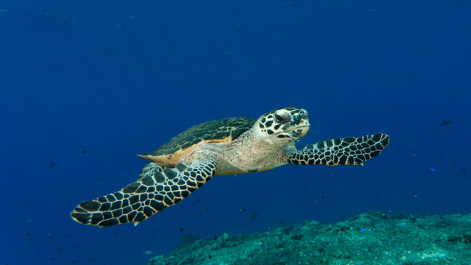 Brasil y Colombia encabezan países con mayor pérdida de biodiversidad del mundo