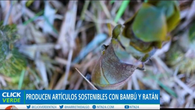 Impulsan siembra de bambú y ratán como herramientas de mitigación de gases contaminantes