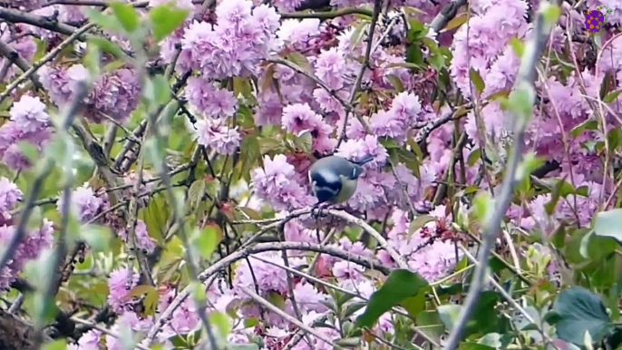 15 Minute Relaxing Healing Music | Nature | Birds | Flowers | Meditation | Stress Relief | Calming | Soothing | Mindfulness | Peaceful | Serene | Slow | Study | Sleep