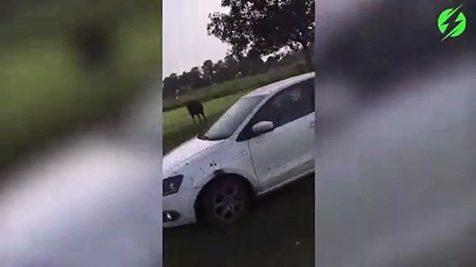 Faire des dérapages dans la boue en voiture... pas toujours une réussite