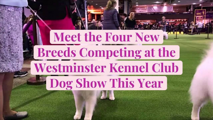 Meet the Four New Breeds Competing at the Westminster Kennel Club Dog Show This Year