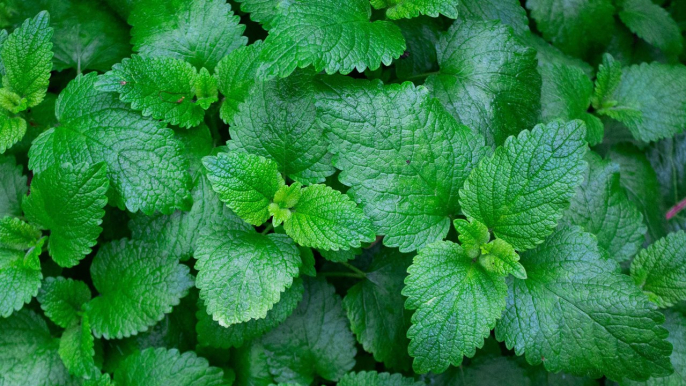 8 Propiedades y Beneficios de la MENTA