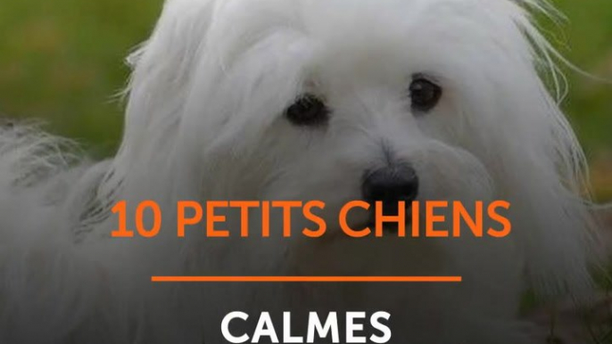 10 petits chiens calmes