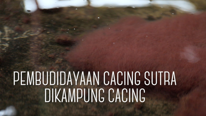 Proses Budidaya Cacing Sutra di Kampung Cacing