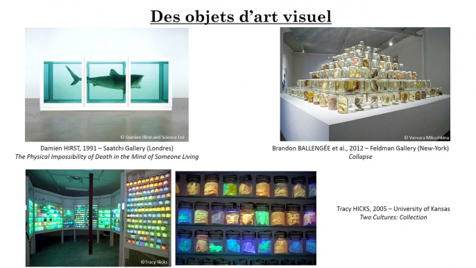 Des spécimens et des hommes _ préserver les collections d’Histoire naturelle en fluides en toute sécurité