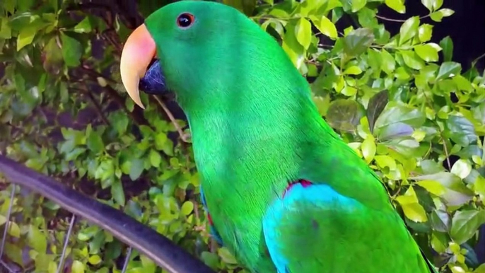 Top 10 Most Popular talking pet Birds - Talking Parrots