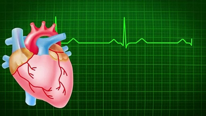 The Heart and Circulatory System - How They Work | Anatomy of the Heart | About Your Heart Attack | Nucleus Health //Anatomy and Function of the Heart