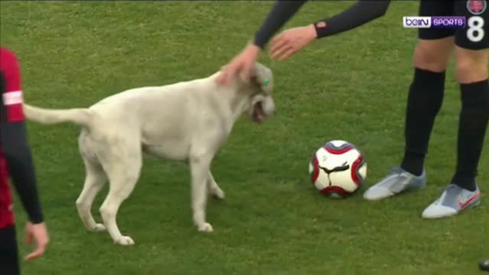 Un perro con habilidades futbolísticas irrumpe en un partido en Turquía