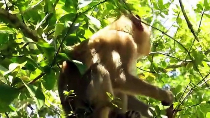 Amazing Boys Rescue Monkey From Python Hunting  Real Python Attack Monkey  Craziest Animal Fights