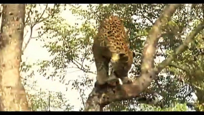 Amazing Hero Mother Monkey Save Baby From Lion Leopard Cheetah Attack  Animals Save Another Animals