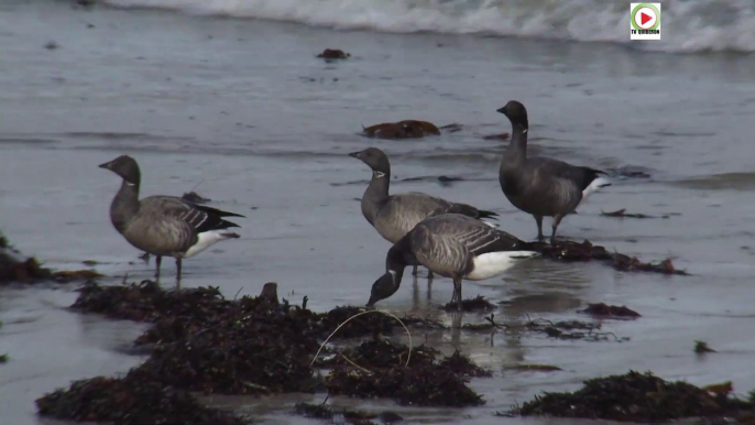 ️ Saint-Pierre Quiberon  |  Portivy et le resto des Oiseaux - TV Quiberon 24/7