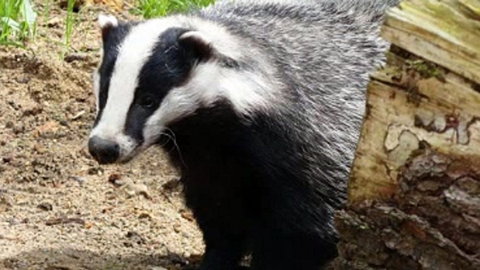 BBC Radio 2_ Jeremy Vine 6Mar20 - discussing the end of badger culling