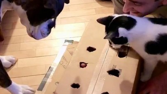 Hot Dog in a Box Game Entertains Curious Doggo