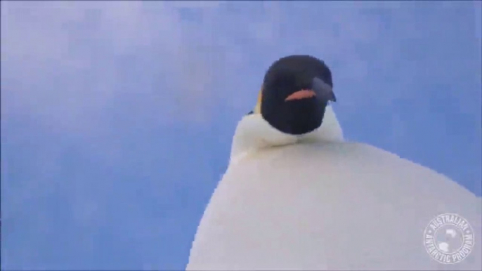 Deux manchots tombent sur une caméra GoPro