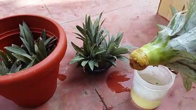 How to get Pineapple plant without any cost