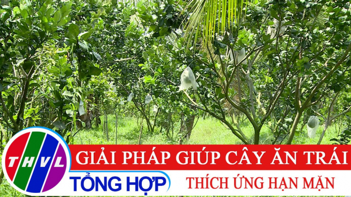 Nông nghiệp bền vững: Giải pháp giúp cây ăn trái thích ứng hạn mặn